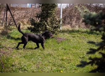 IVAR - Warum nicht einfach mal eine schwarze Fellnase adoptieren? Lieber Rüde sucht aktive Familie!