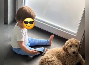 Goldendoodle apricot, eine Hündin, Welpe, abgabebereit Golden Doodle