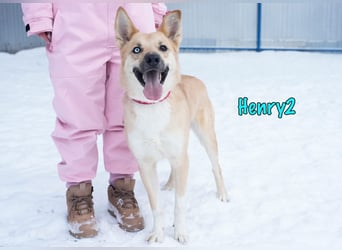Henry2 06/2020 (RUS) - cleverer und verspielter Husky-Mix sucht sportliche Menschen!
