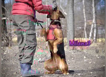 Milana3 geb. 01/2022 - menschenbezogene, freundliche und sanfte Schönheit!