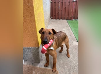 Ernie, verspielter und sehr lieber Irish Terrier-Mix, geb. 08/2024