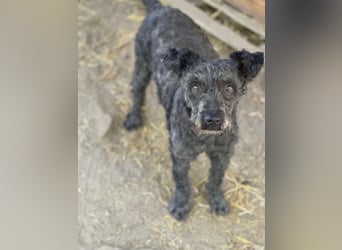 Buksi LM – Sanfte Hundedame sucht warmes Plätzchen für immer