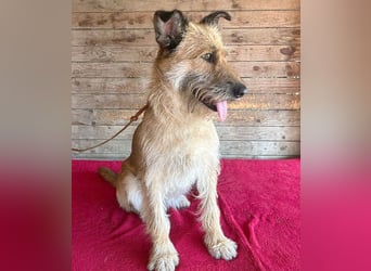 ❤️ superliebe Familienhündin - 2,5 Jahre, 50cm/20kg - Schnauzer-Mix
