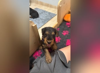 Typvolle Airedale Terrier Welpen aus Leistungszucht VDH/KfT