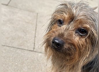 Lady, Yorkshire Terrier, geb. 2023, sucht geduldiges Zuhause