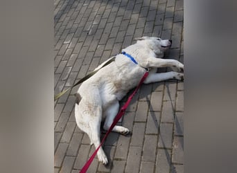 Rüde Sapfir mit schönen blauen Augen sucht Dich