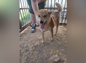 Nyomda, aktiv verschmuste, freundliche Shiba Inu Dame geb. 2021