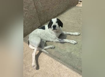 ⭐️CARA⭐️, Hündin, 1,5 Jahre, 45 cm, Mischling, Tierschutz