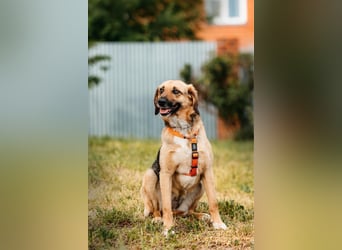Freundliche Lilo sucht ihre Menschen