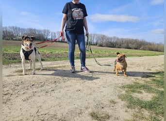 Ginger will Zuhause ankommen