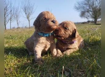Wunderschöne Labradoodle Welpen, dürfen jetzt ausziehen!