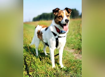 Barney – toller Bub mit viel Potenzial – wartet in PLZ 12683 Berlin-Biesdorf