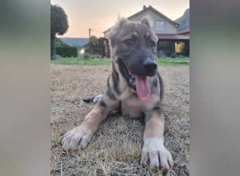LOTTIE❤️HSH-Mix-Hündin: eine wahre Frohnatur und treue Begleiterin