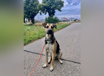 Lieber mittelgroßer Sam sucht ein ruhiges Zuhause