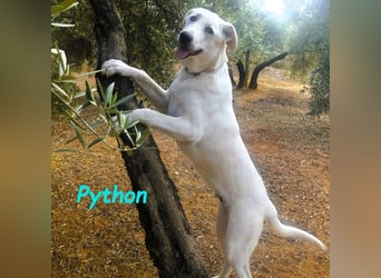 Python 10/2023 (ESP Pflegestelle) - verspielter und menschenbezogener Junghund!
