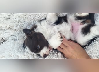 Mini Australian Shepherd Welpen