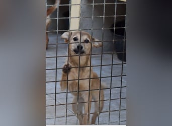 lustige kleine Bluma bringt viel Freude