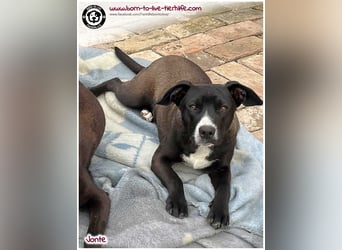 Welpenjunge Jonte sucht ein Zuhause