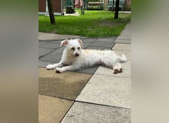 ♥SUSI♥ auf Pflegestelle bei Köln- bezaubernde, liebe, anfangs noch etwas zurückhaltende Hündin 35 cm