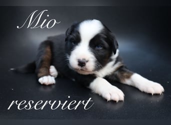 Mini Aussies-Mini Australian Shepherd Welpen