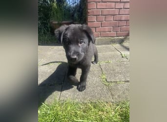 Süße Border Collie -Mudi mix Welpen
