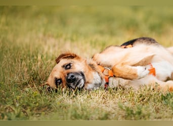 Menschenbezogene Lilo sucht ihre Familie