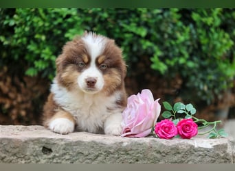 Mini American Shepherd (Showlinie)