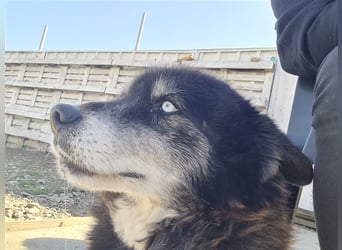 Huskymix Alek soll nicht im Shelter sterben