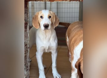 Monty Mischlingsrüde ca. 6,5 Monate alt in Griechenland