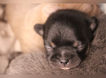Chihuahua Welpe Black an Tan kurzhaar
