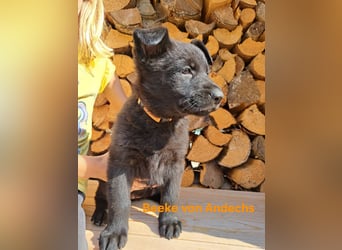 DSH Deutscher Schäferhund - Welpen lackschwarz