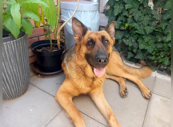 Molly sucht ein liebevolles Zuhause
