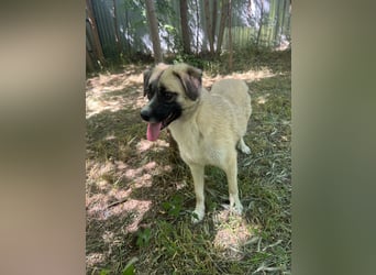 Safira, 2 ¾ -jähriges Mädchen, ca. kniehoch, freundlich, verspielt, offen