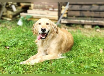 Golden Retriever Hündin erwachsen