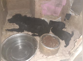 Sasa, tolle Mudi Mama sucht Traumzuhause