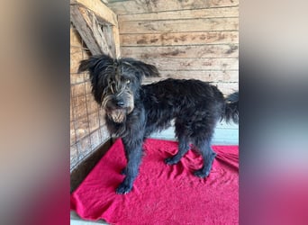 Timo, Schnauzer-Mix, Rüde, geb.am. 02.02.2024, 55 cm, 16 kg