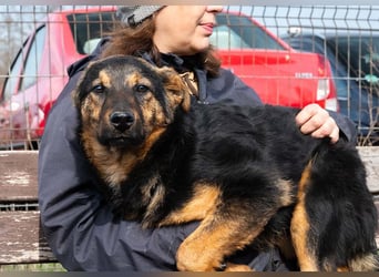 BATMAN-schüchterner Held auf 4 Pfoten sucht dich und sein Zuhause