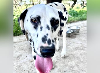 Snoopy - RESERVIERT - Herzenshund: verspielt u. fröhlich, trotz Handicap ein echter Sonnenschein