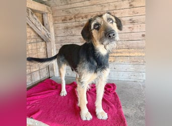 ❤️ superlieber Familienhund MATYI - 2 Jahre, 50cm/20kg - Schnauzer-Mix