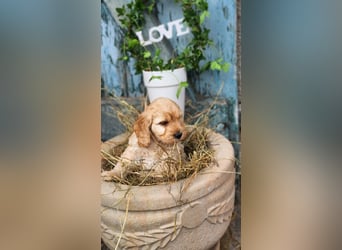 Cockapoo Welpen Englisch Cockerspaniel x Pudel
