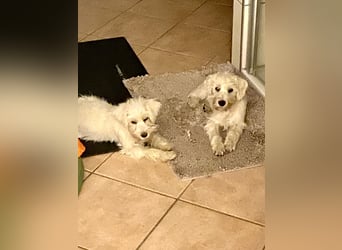 Weiße Zwergschnauzer Welpen nicht haarend reinrassig