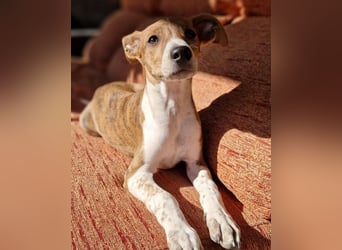 Lucky - ein Welpe sucht sein Körbchen