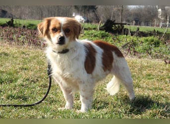 Sweety – Kleine Herzensbrecherin...