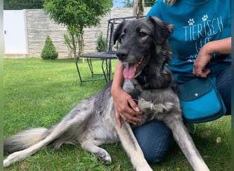 ♥ALITA♥ Pflegestelle dringend gesucht - wunderschöne, aufgeschlossene Herdenschutz-Mix-Hündin 59 cm