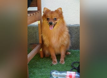 Nico SR - Kleiner Schatz sucht Liebe!