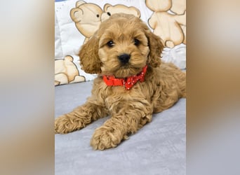 Schöne Cockapoo-Welpen