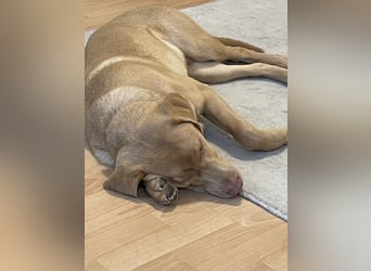 Labrador 11 Monate in erfahrene Hände
