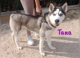 Tana geb. 11/2024 (ESP) - neugierige und sportliche, wunderschöne Husky Junghündin!