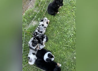 Einzigartige Mini Aussies