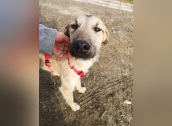 Dubai, seit Welpe im Tierheim